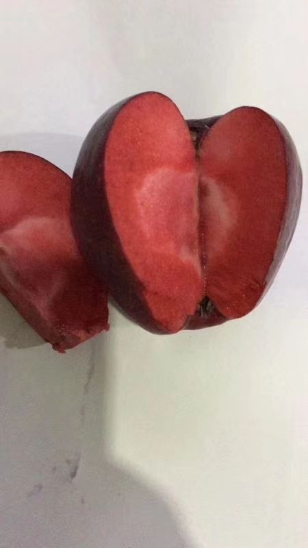 泰安红肉苹果树苗 1~1.5米