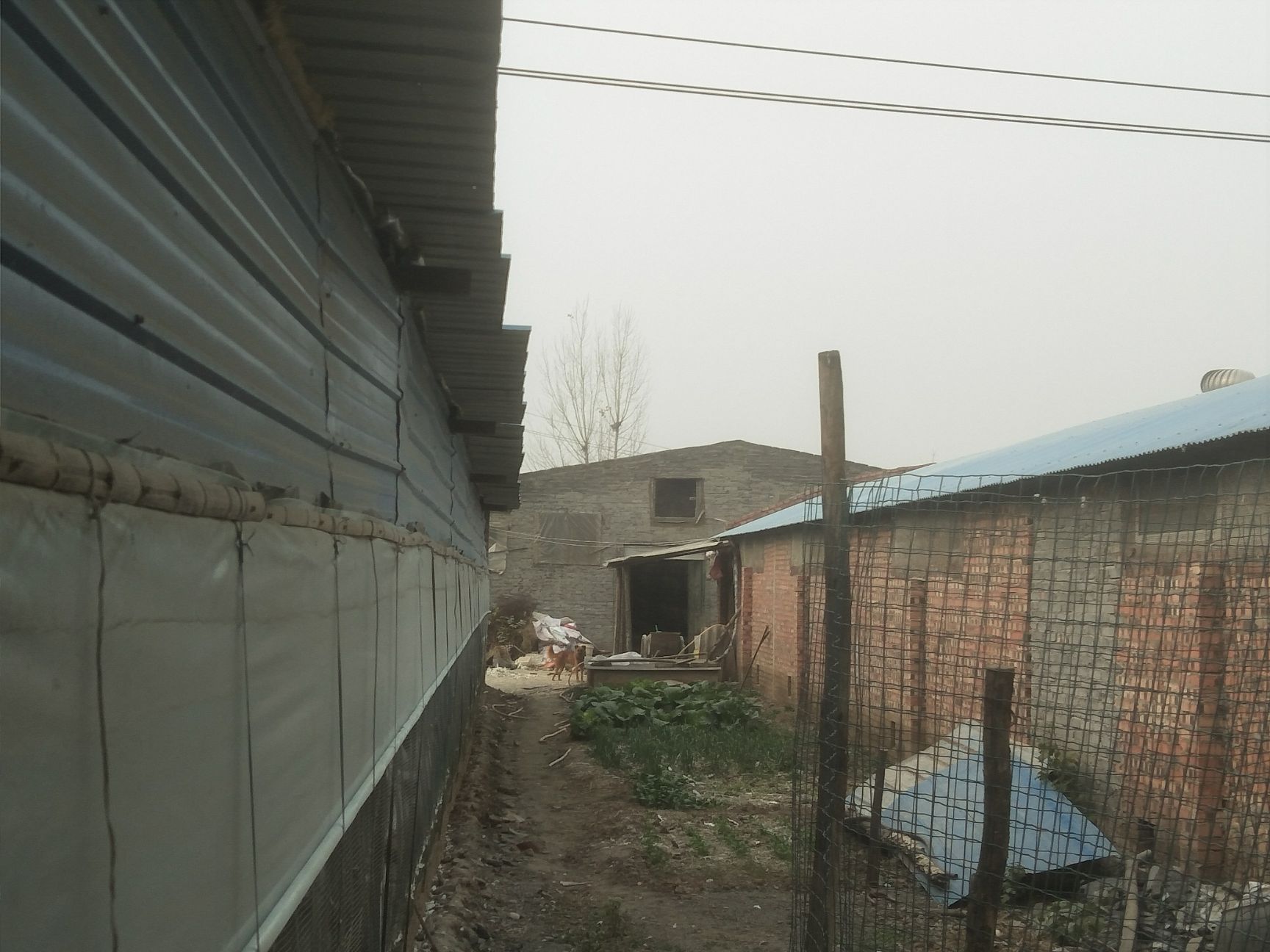 白鸽蛋 农家杂粮饲喂蛋鲜个大