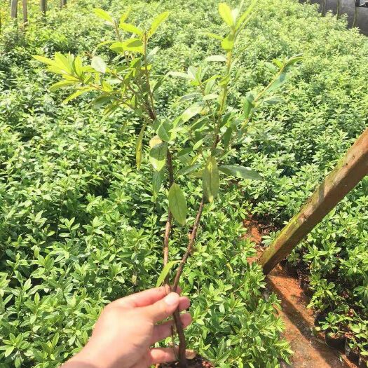宜良县毛鹃毛叶杜鹃 0.5米以下