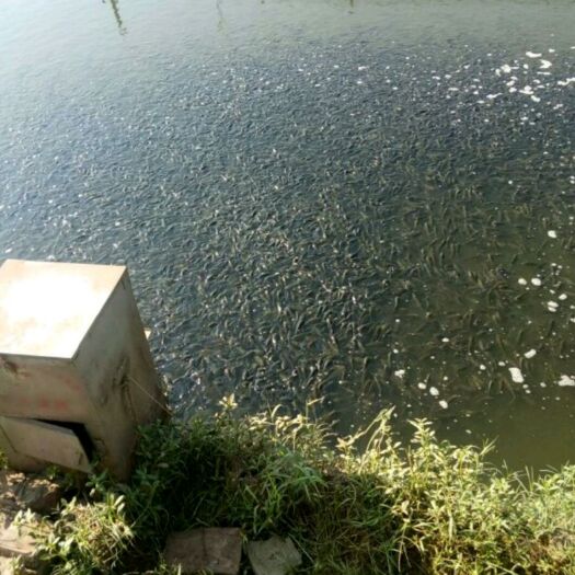重庆市大口鲶鱼苗 