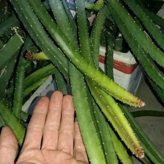 江门黑龙火龙果