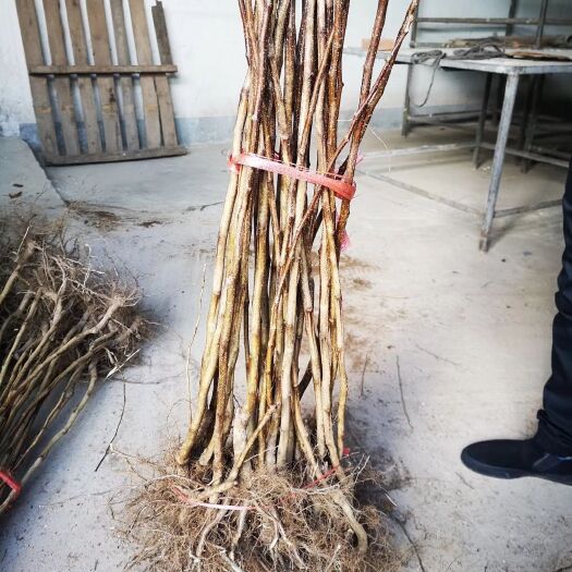 营口大果山楂苗  磨盘山楂苗，果个大产量高，粗放管理