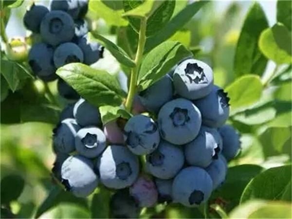 平邑县兔眼蓝莓苗