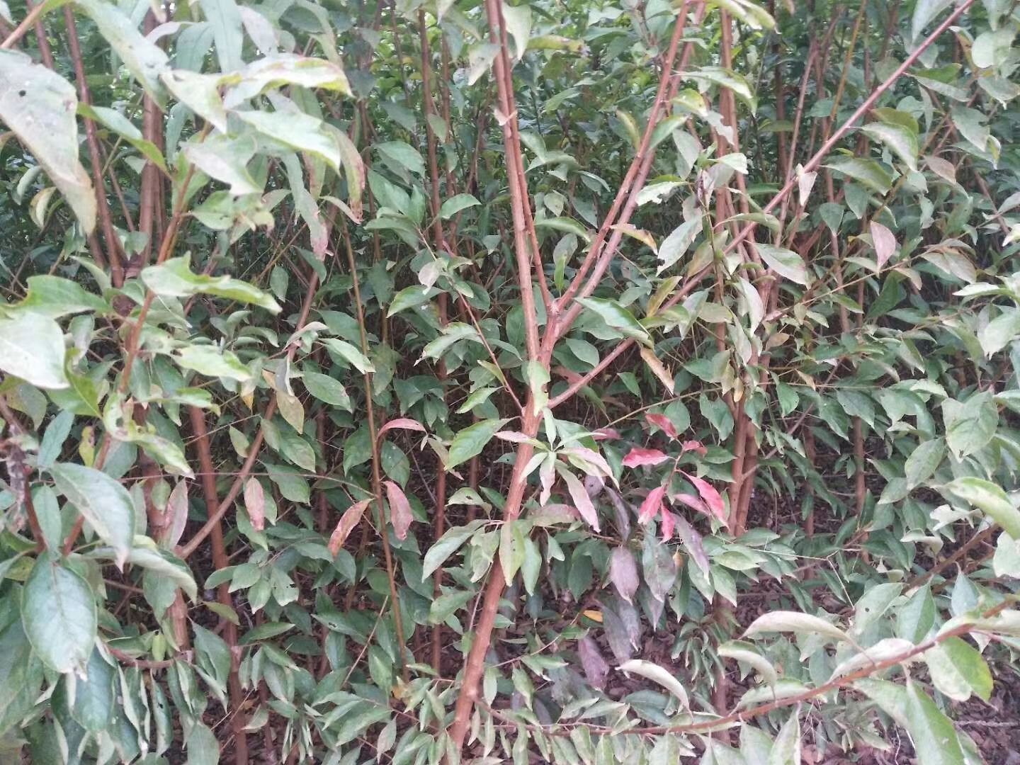 青脆李苗  云南李子苗品种齐全，文山李子苗基地