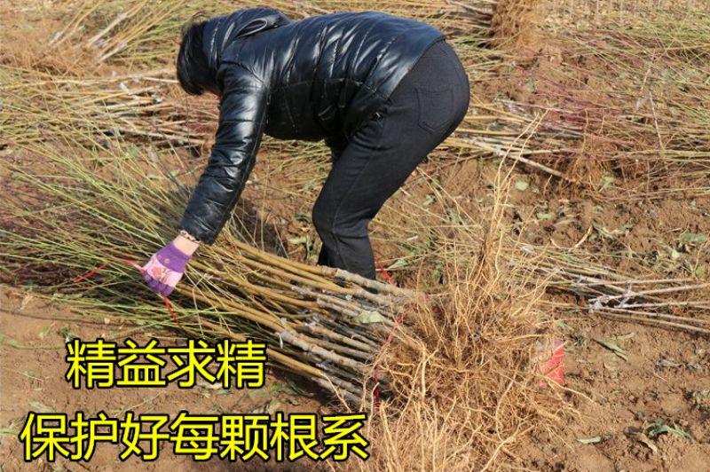 春丽桃树苗 1~1.5米 