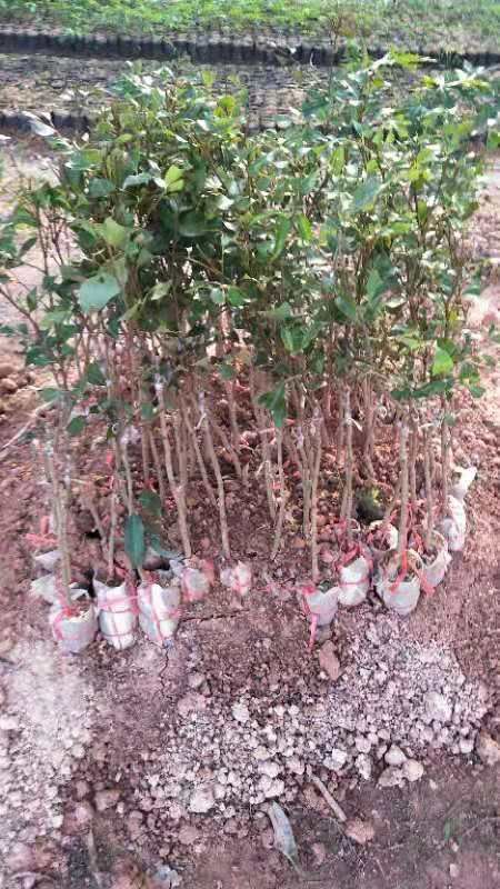 无核荔枝苗 