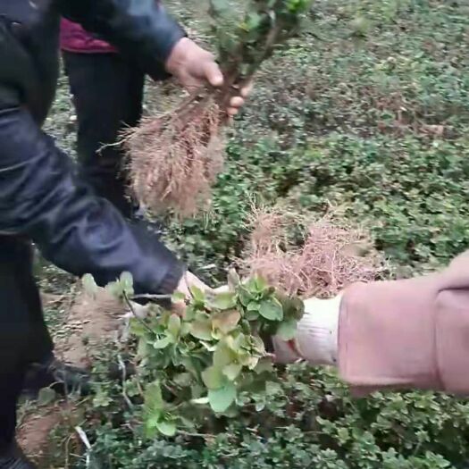 封丘县四季金银花苗  河南封丘正宗树型大毛花