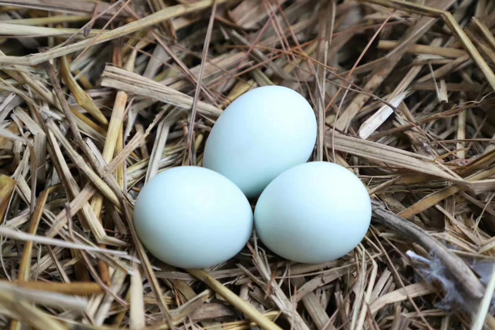 芜湖绿壳蛋  安徽精品绿壳乌鸡蛋，全国发货，保证新鲜