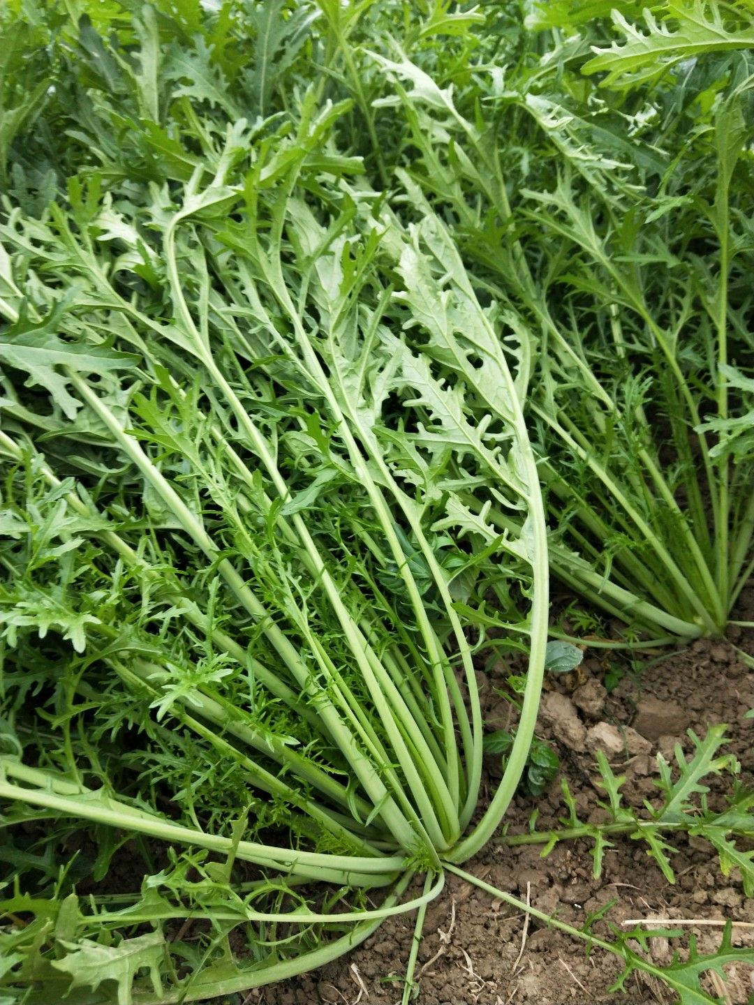 黄心大白菜  黄心白菜3～4斤，嫩绿新鲜、品质优良。