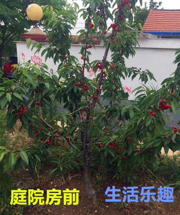 矮化樱桃苗 