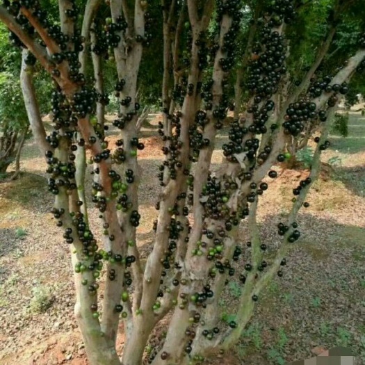 灵山县树葡萄苗 