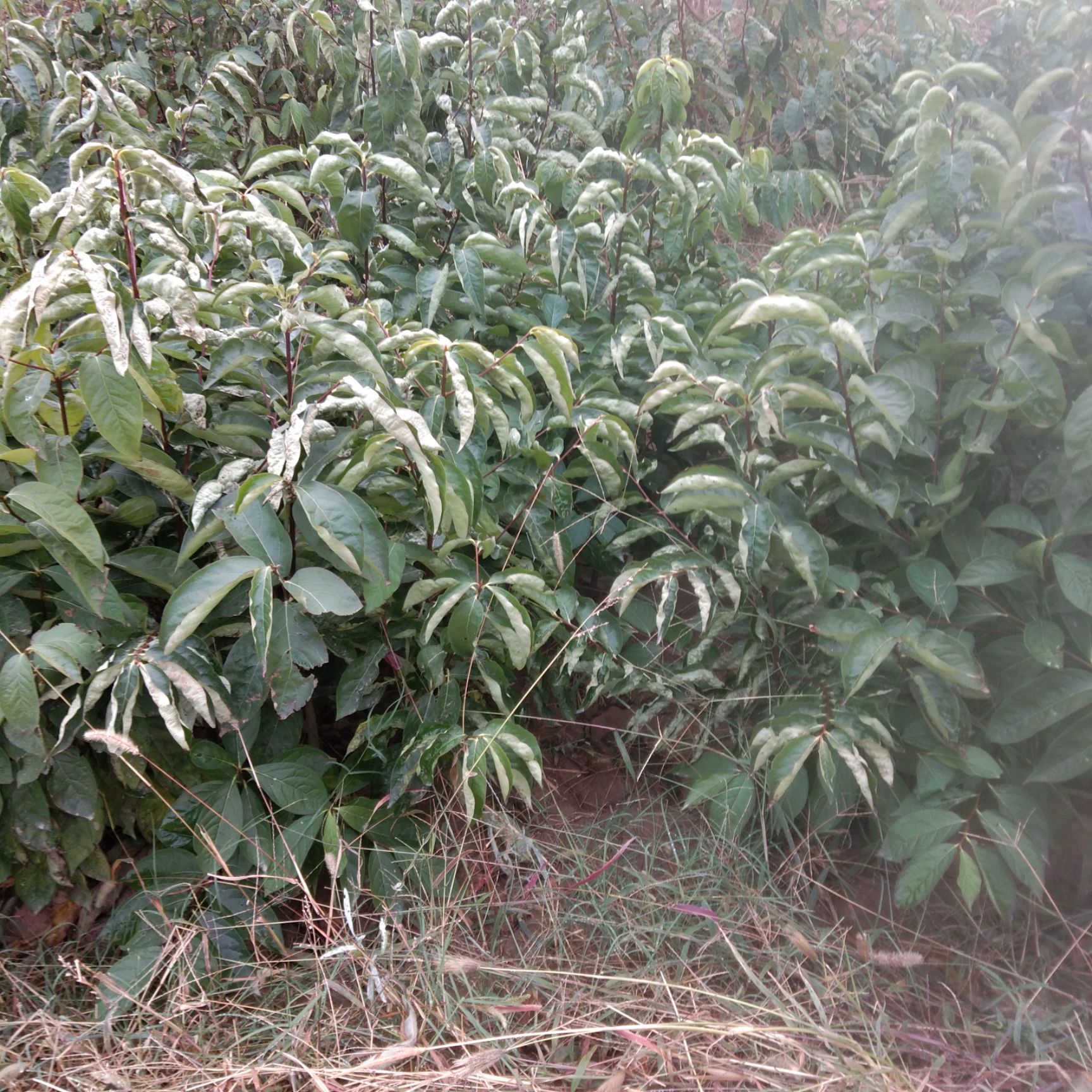 软枣苗