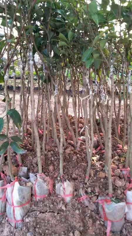 无核荔枝苗 