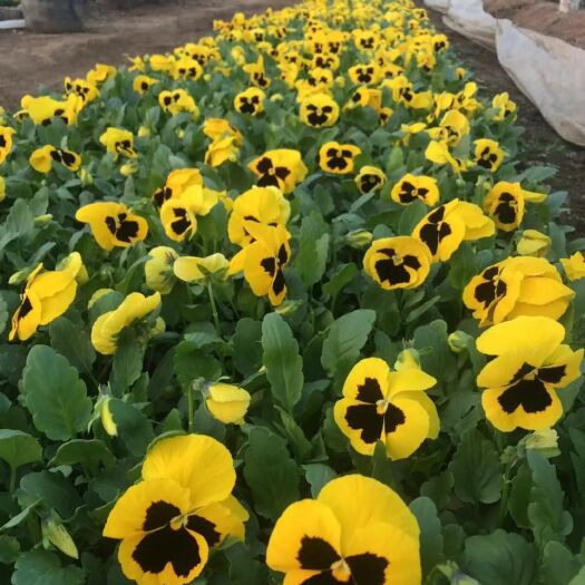 青州市草花 三色堇