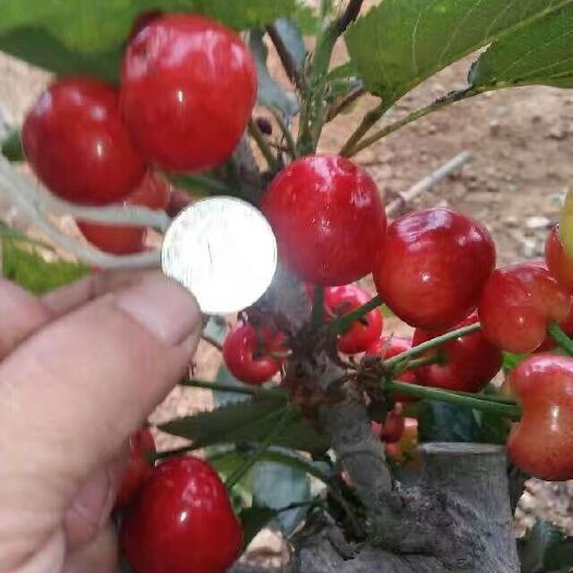 泰安萨米脱苗