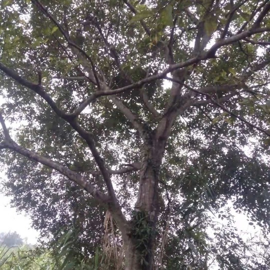 韶关滇朴 