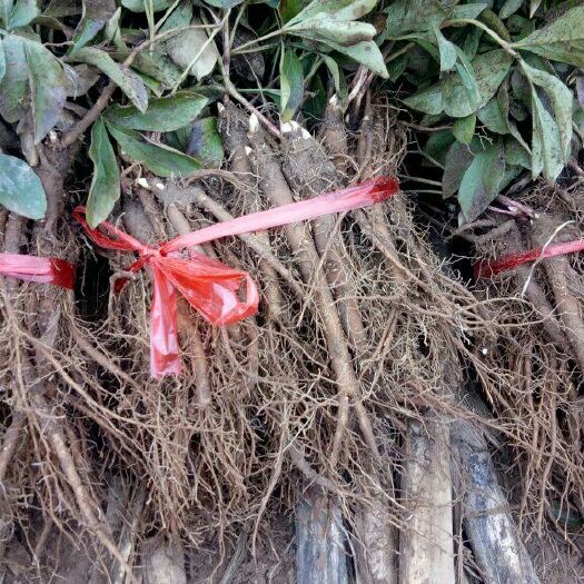 临洮县白芍种苗