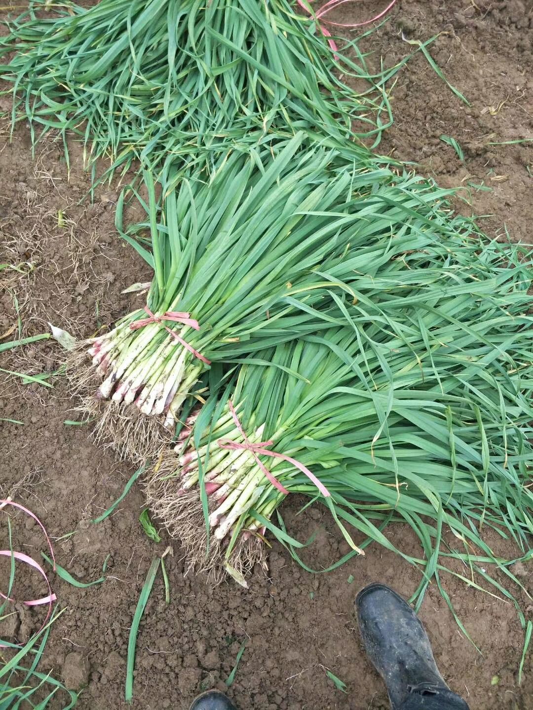 红根蒜苗 50 - 60cm 本地蒜苗香蒜