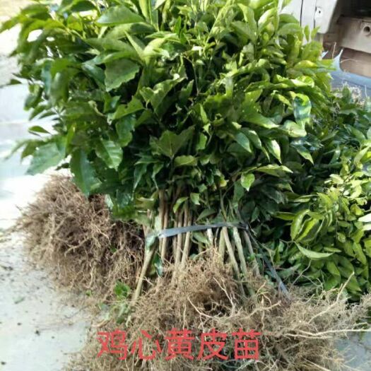 容县鸡心黄皮苗