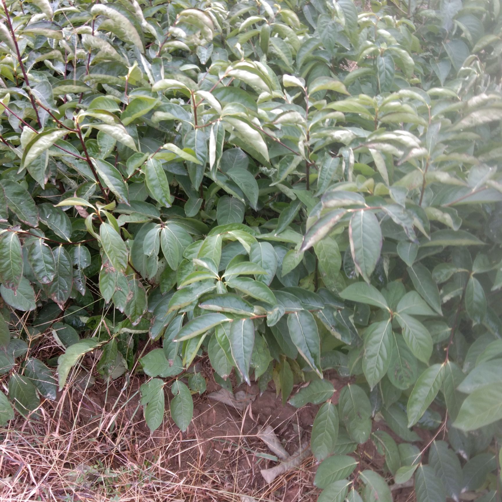 软枣苗