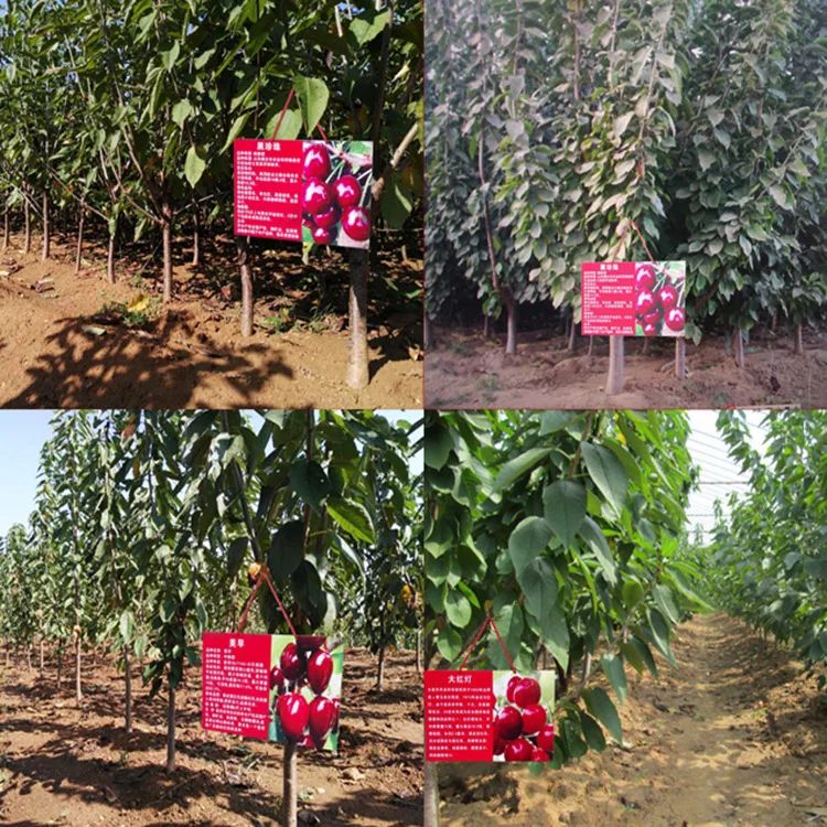 矮化樱桃苗 