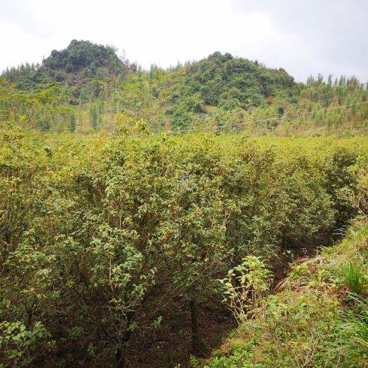 阳山县黄金桂花树
