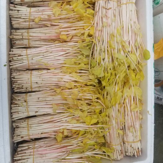 成都红茎鱼腥草 
