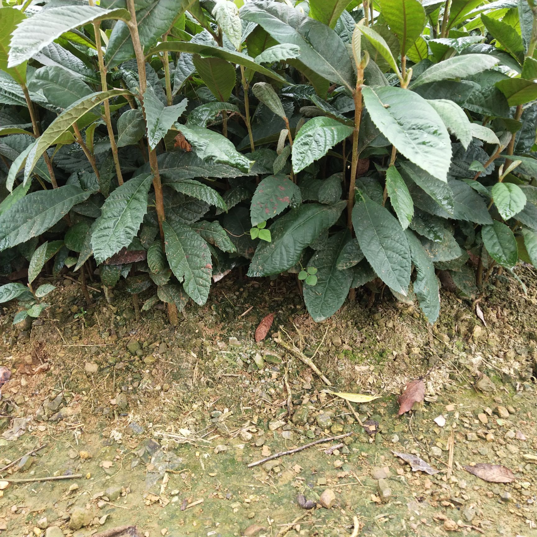 枇杷苗  枇杷芽苗 枇杷实生苗 苗场直供 量大优惠