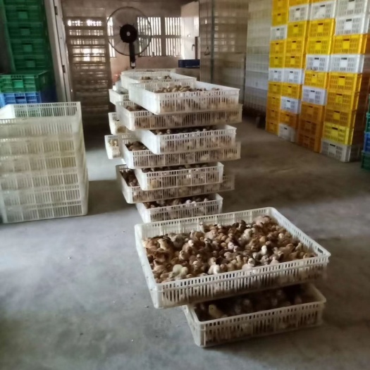 文昌市土鸡苗 海南省文昌土鸡  弛名东南亚各国  传承几百年优良品质