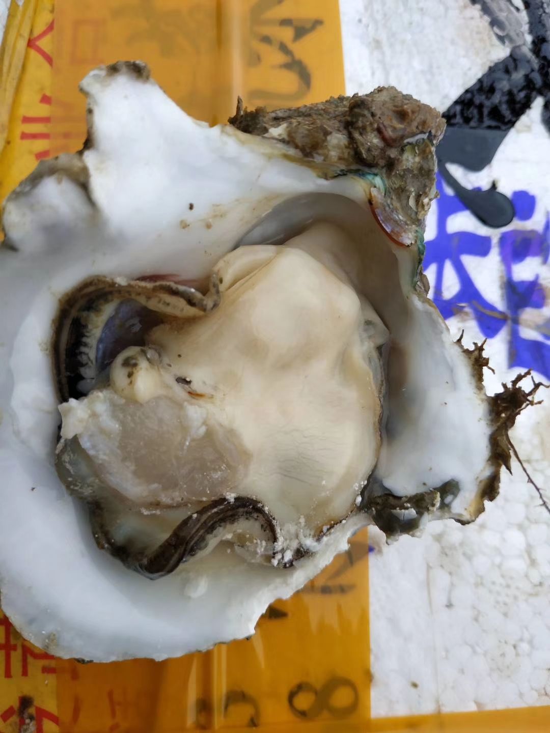 阳江生蚝 人工养殖 3-4两/只