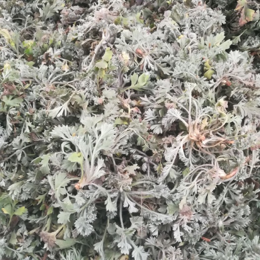 新泰市白蒿菜