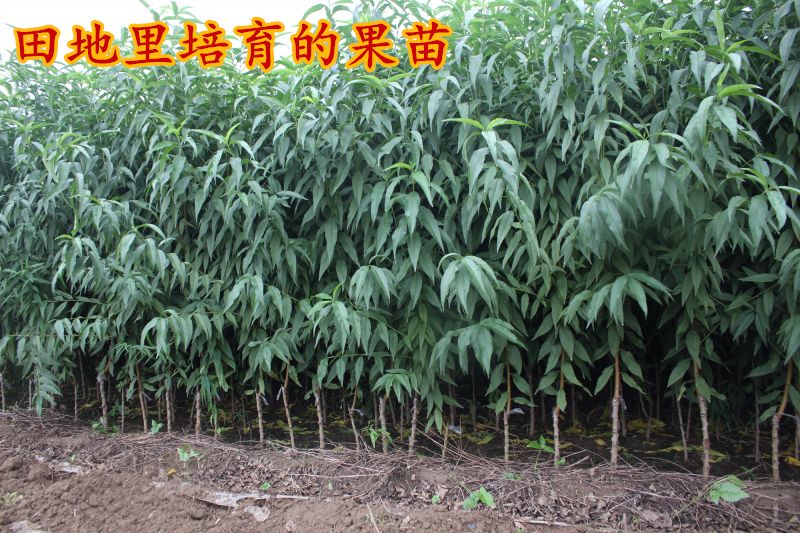 春丽桃树苗 1~1.5米 