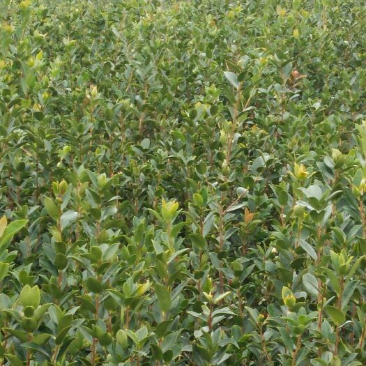 攸县湘林系列 两年生高产嫁接油茶苗