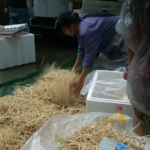 成都野生鱼腥草 