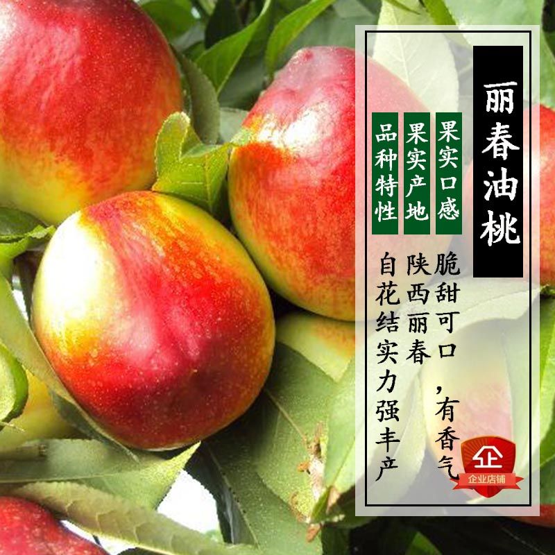 春丽桃树苗 1~1.5米 