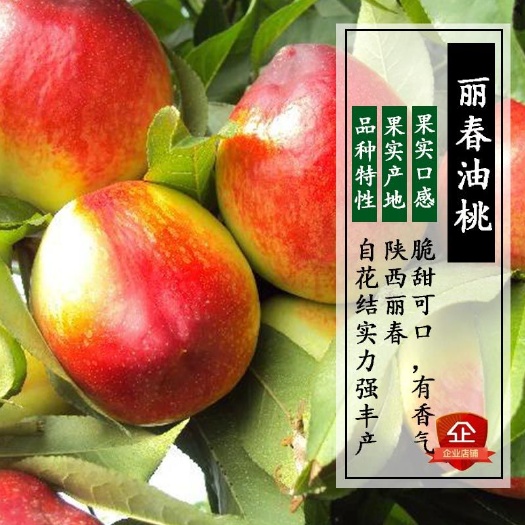 平邑县春丽桃树苗 1~1.5米 