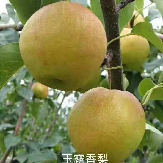 泰安玉露香梨树苗 0.5~1米