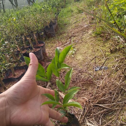 灵山县牛大力苗 