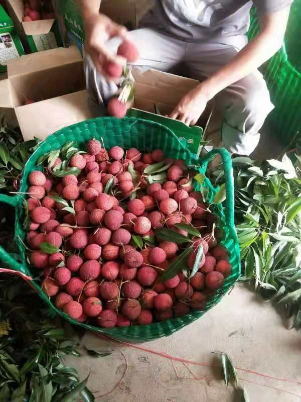 无核荔枝苗 