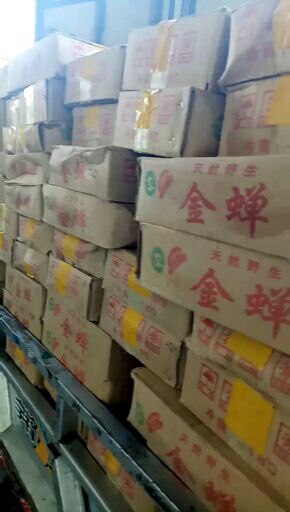 金蝉，一手货，长年批发供应，欢迎垂询