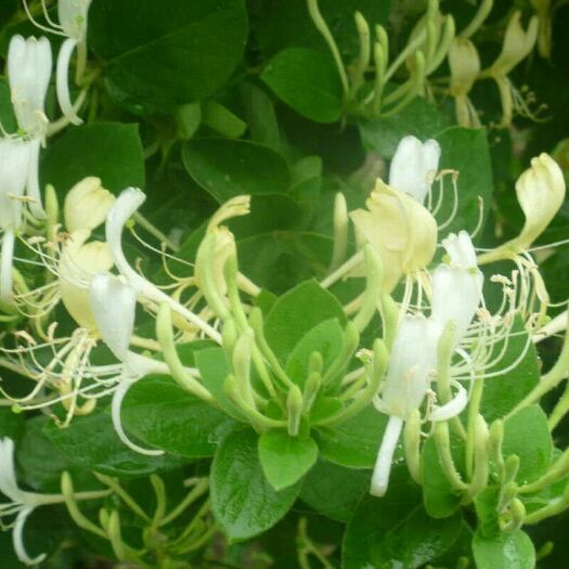 封丘县四季金银花苗  金银花苗