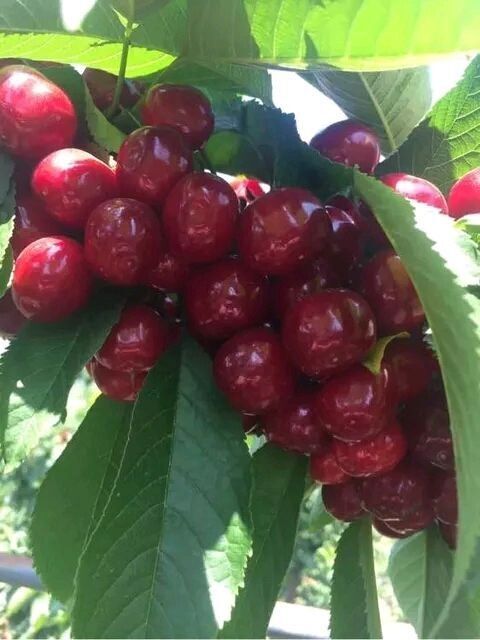 泰安布鲁克斯樱桃树苗 