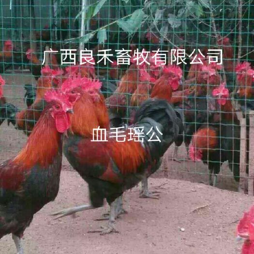 南宁瑶鸡苗 ，分红瑶黑瑶血瑶，肉质比灵土更甚