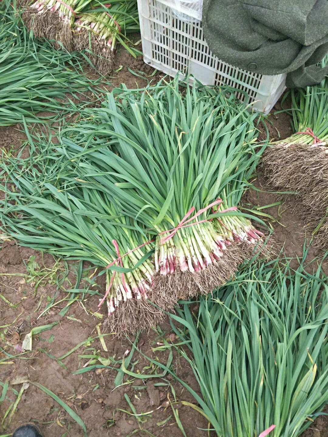 红根蒜苗 50 - 60cm 本地蒜苗香蒜