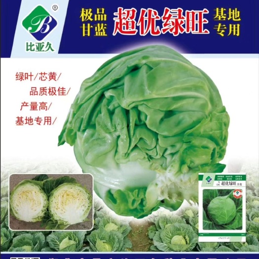 超优绿旺甘蓝种子早熟进囗球型种子囗感好商品性强易管理经济效益