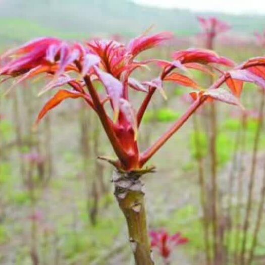 泰安红油香椿苗 2公分以下