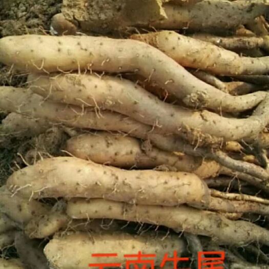 昆明牛尾山药 20~30cm