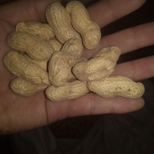 开封黑花生 干货 带壳花生