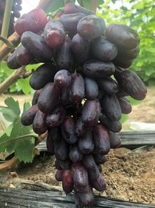平邑县蓝宝石葡萄苗 甜蜜蓝宝石，基地直供，保质保量，包成活