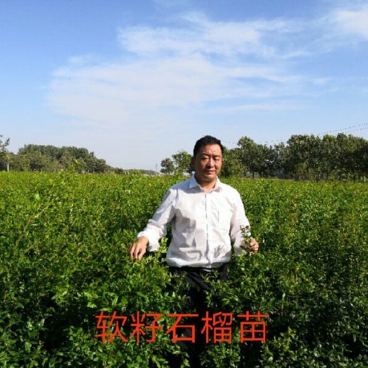 成都软籽石榴苗